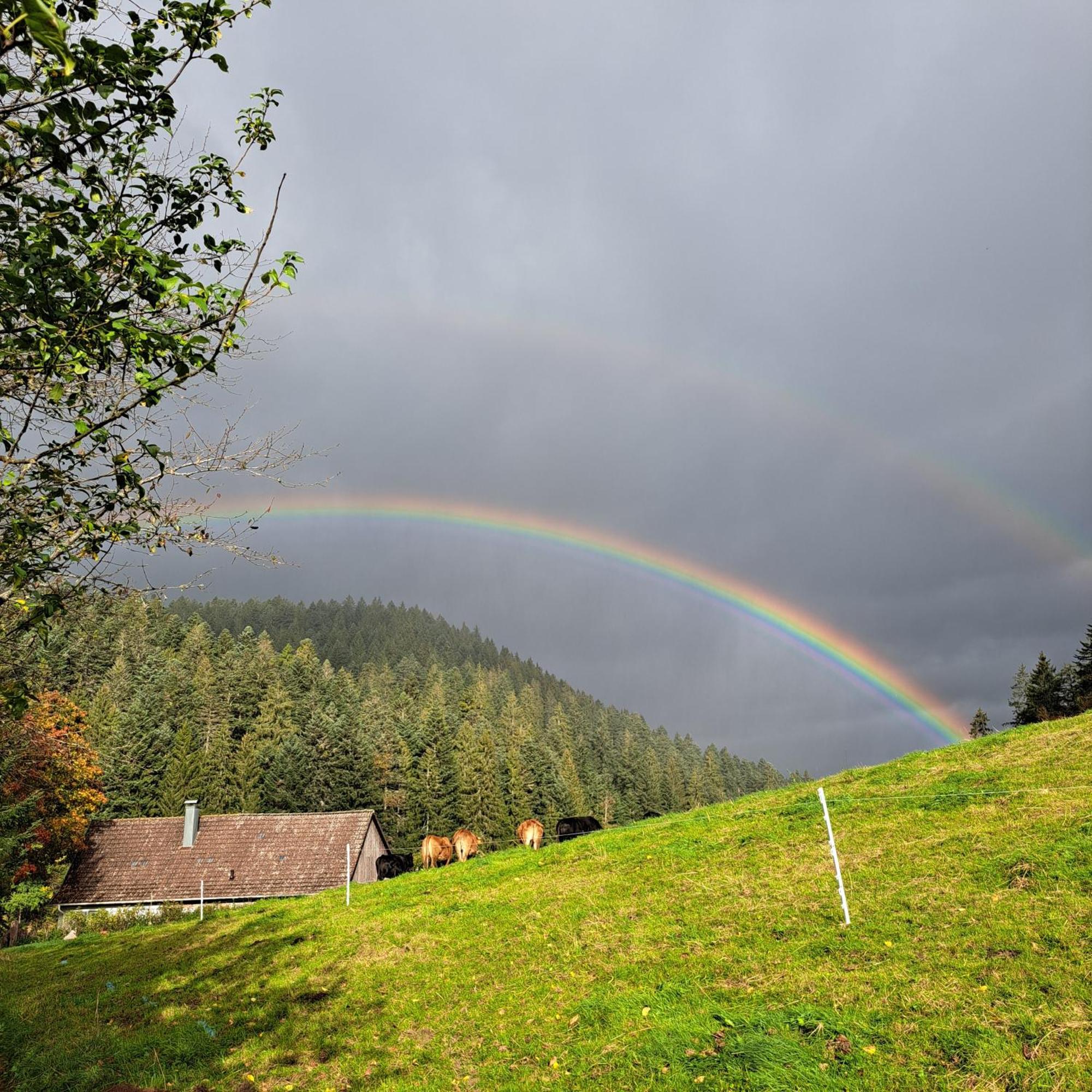 Ferienhaus Schwarzwald Seewald Erzgrube Badesee 100% Natur Exterior photo